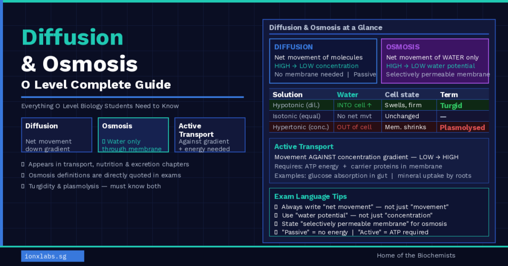 Diffusion and osmosis O level biology guide showing concentration gradient, osmosis through selectively permeable membrane and plant cell turgidity for Singapore students — IONX Labs