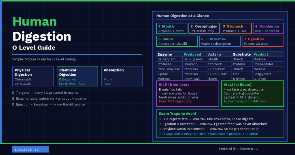 Human digestion O level biology diagram showing 7-stage digestive system with enzyme table and villi absorption for Singapore students — IONX Labs