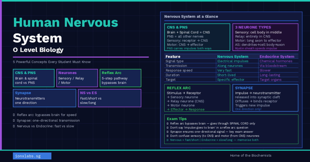 Human nervous system O level biology guide showing reflex arc, neurone types, synapse and nervous vs endocrine comparison for Singapore students — IONX Labs